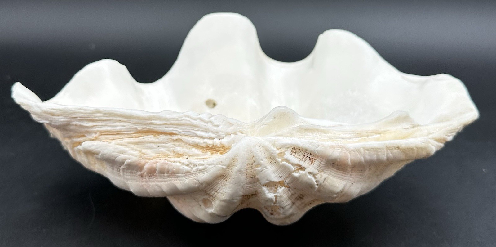 Giant Clam Sea Shell Tridacna Gigas 8 by 5 1/4 Inch Scalloped Natural 610 Grams