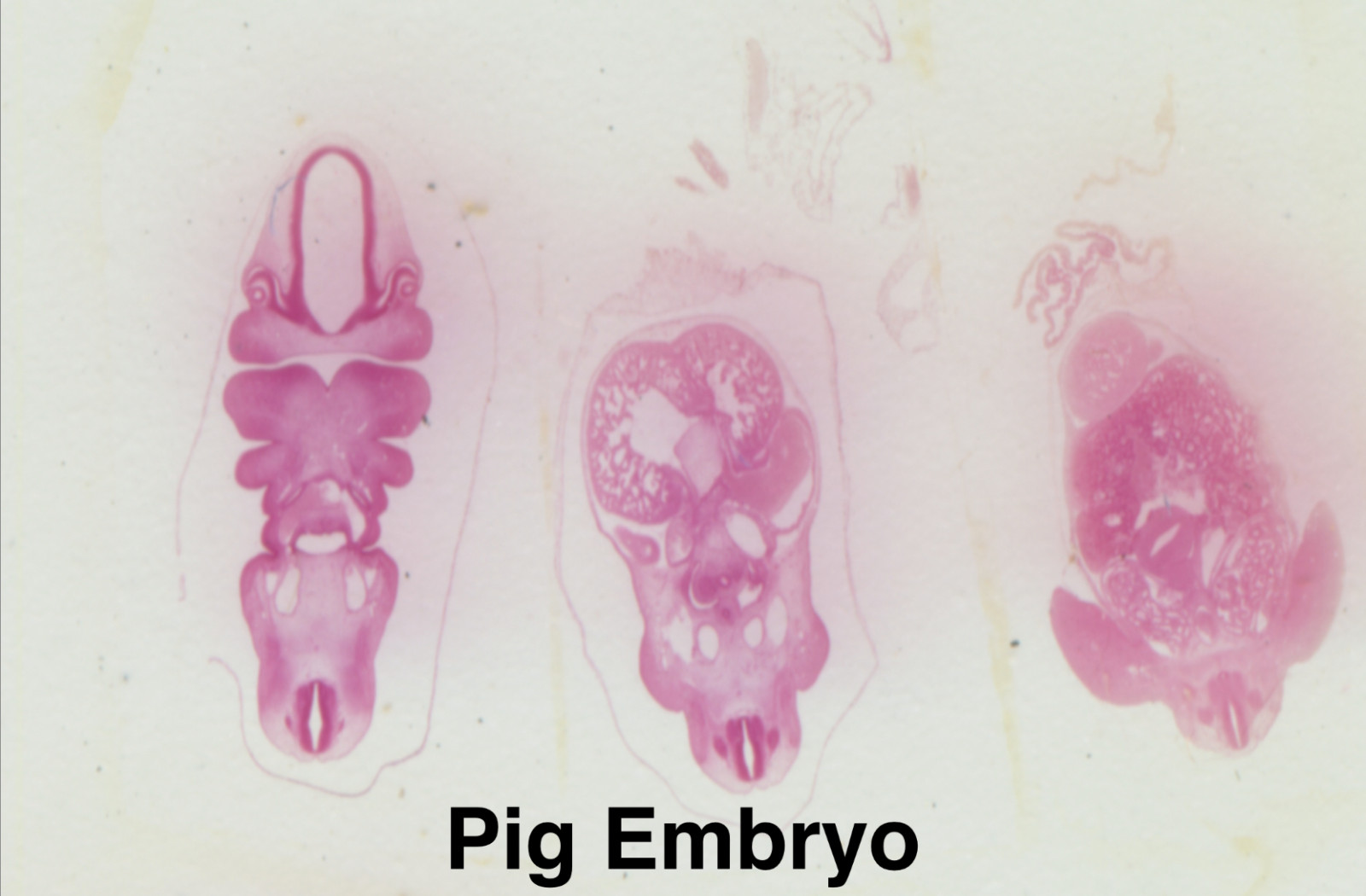 Embryology Microscope Slide Set 25 – aquatic, amphibian, chick, and mammal
