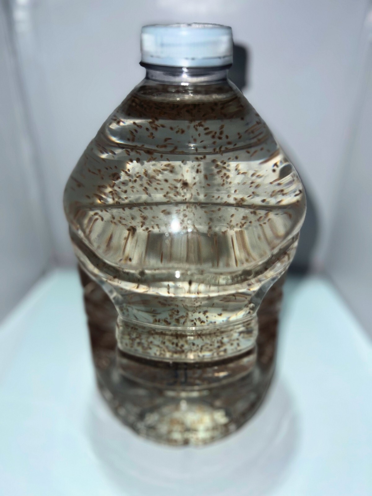 2500 Daphnia Magna (Clean Indoor Culture) Buy 2 get 1 free!