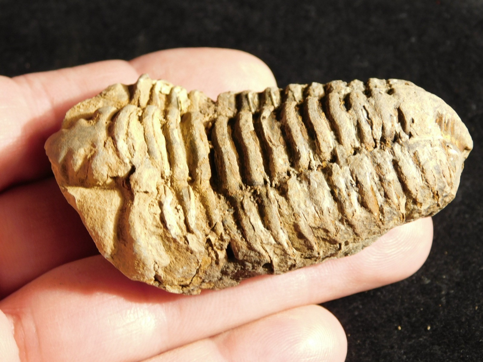 Big! 460 MILLION Year Old! Flexicalymene TRILOBITE Fossil Morocco 7.34