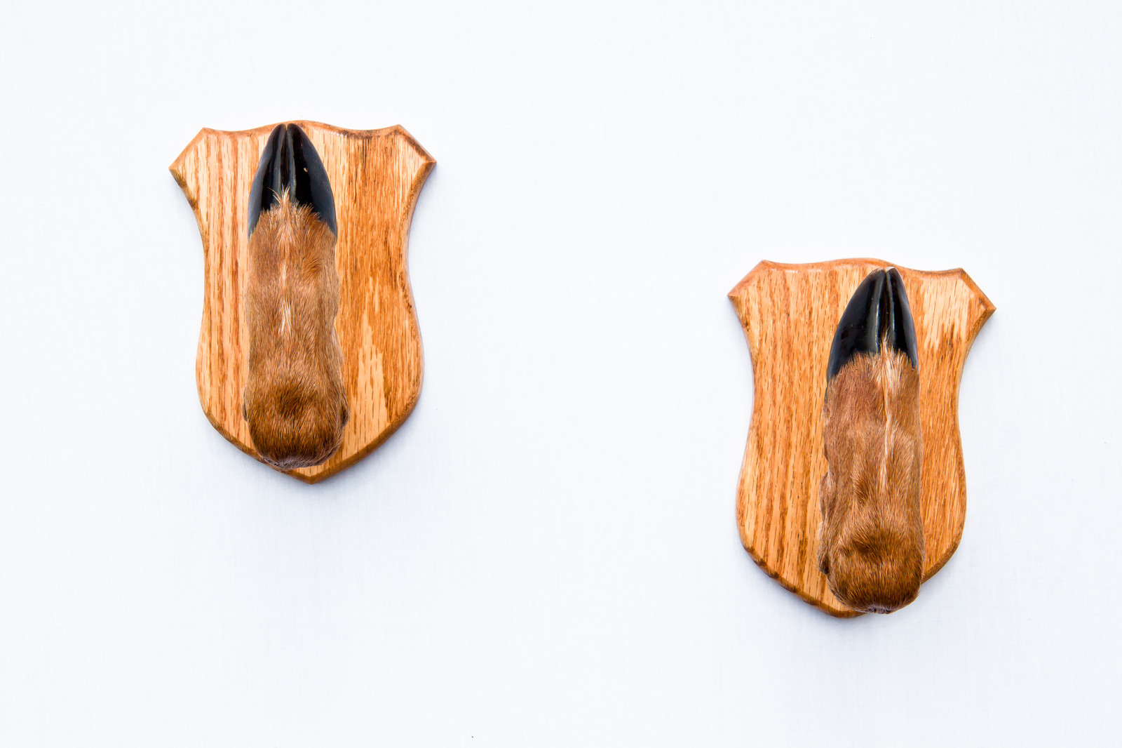 Taxidermy Deer Hoof Foot Feet Gun Rack on Oak Plaques Gunrack