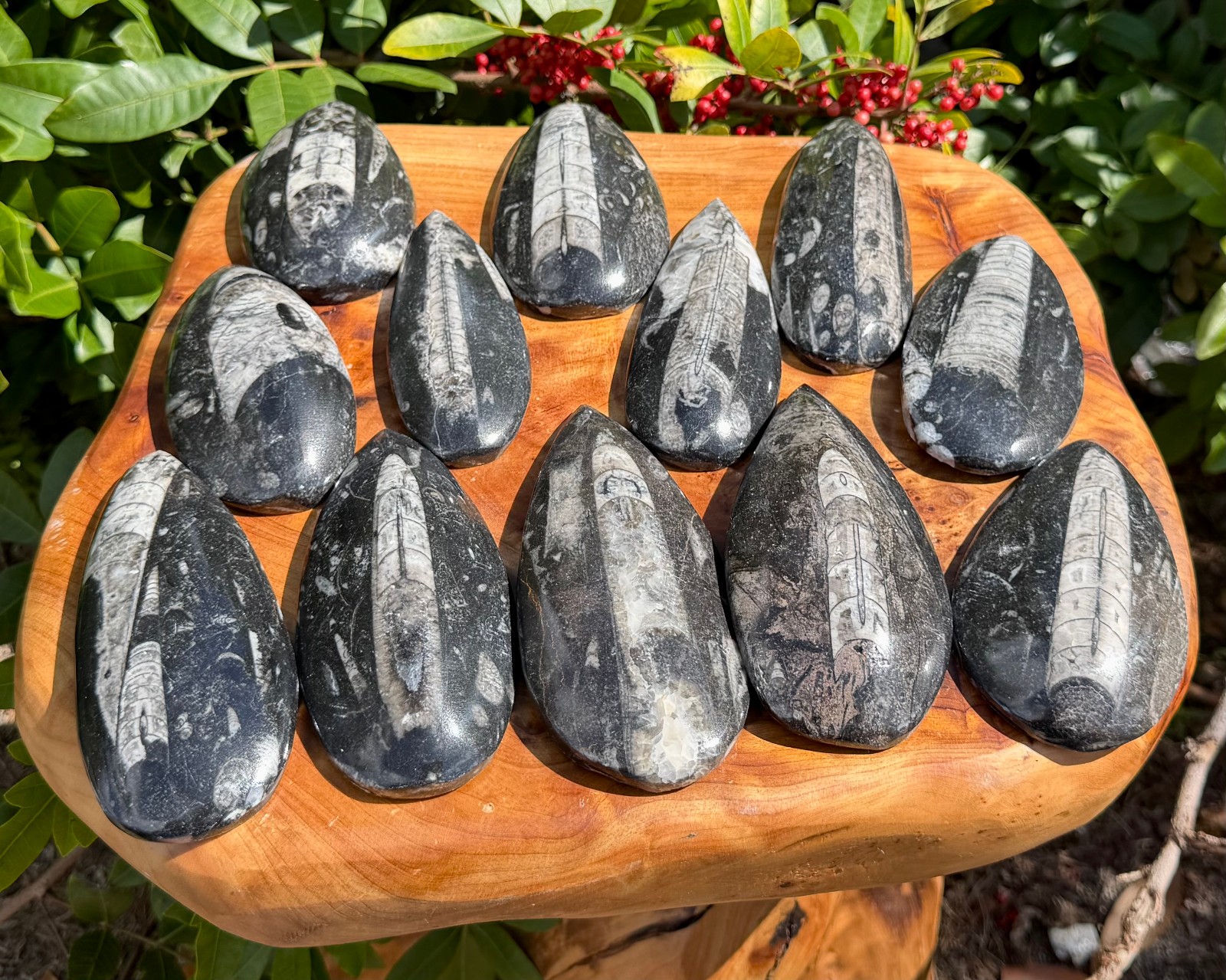 LARGE Orthoceras Fossils, Fossilized Ancient Cephalopod (465+ Million Years Old)