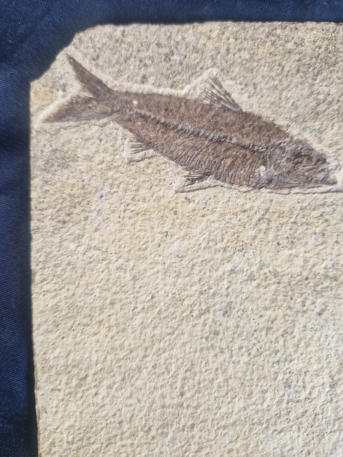 FABULOUS KNIGHTIA HIGH FOSSIL FISH PLATE - GREEN RIVER FMT - WYOMING - USA..