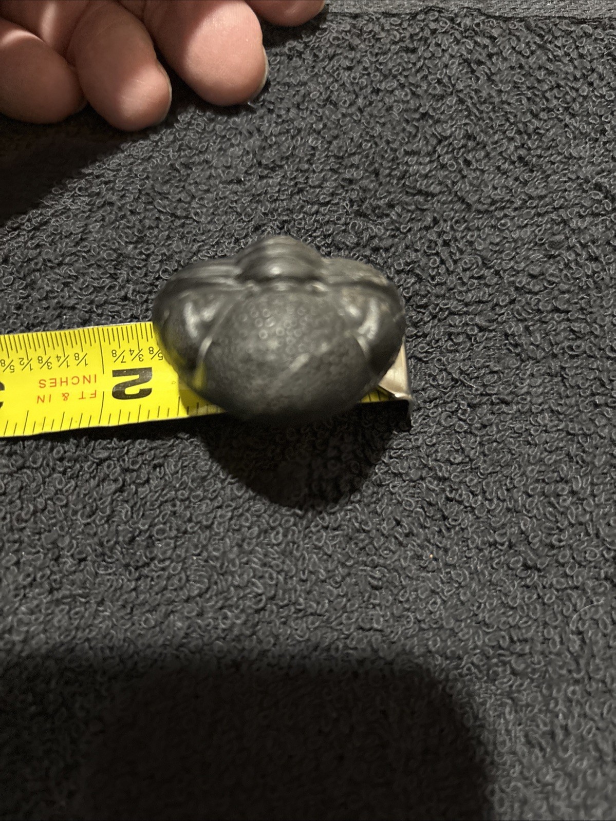 Rolled Pedinopariops 1 3/4 Inches Cleaning Diameter Pretty Nice Not Perfect