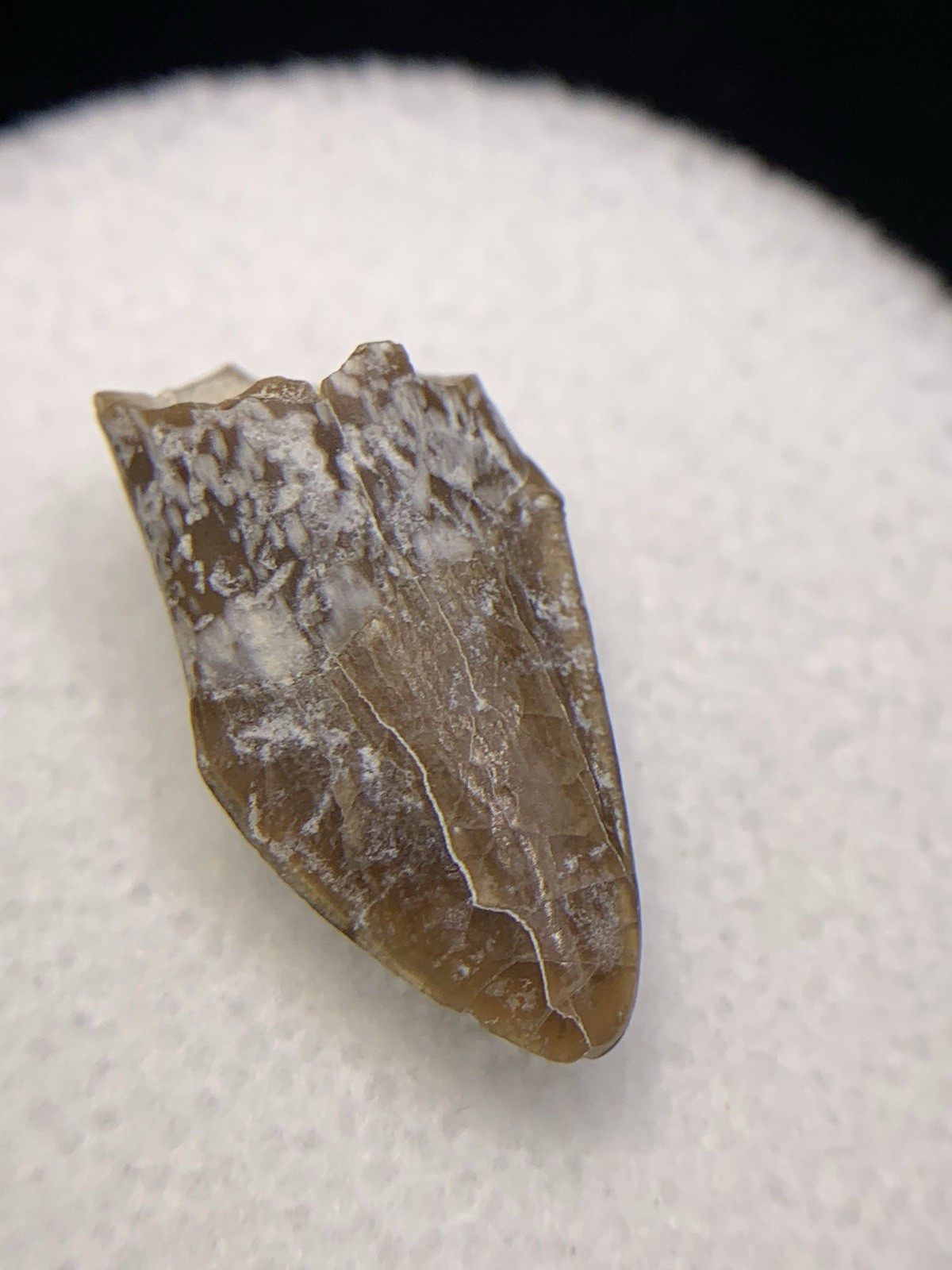 Fossil Oreodont Tooth White River Badlands Fossils Teeth Nebraska Teeth