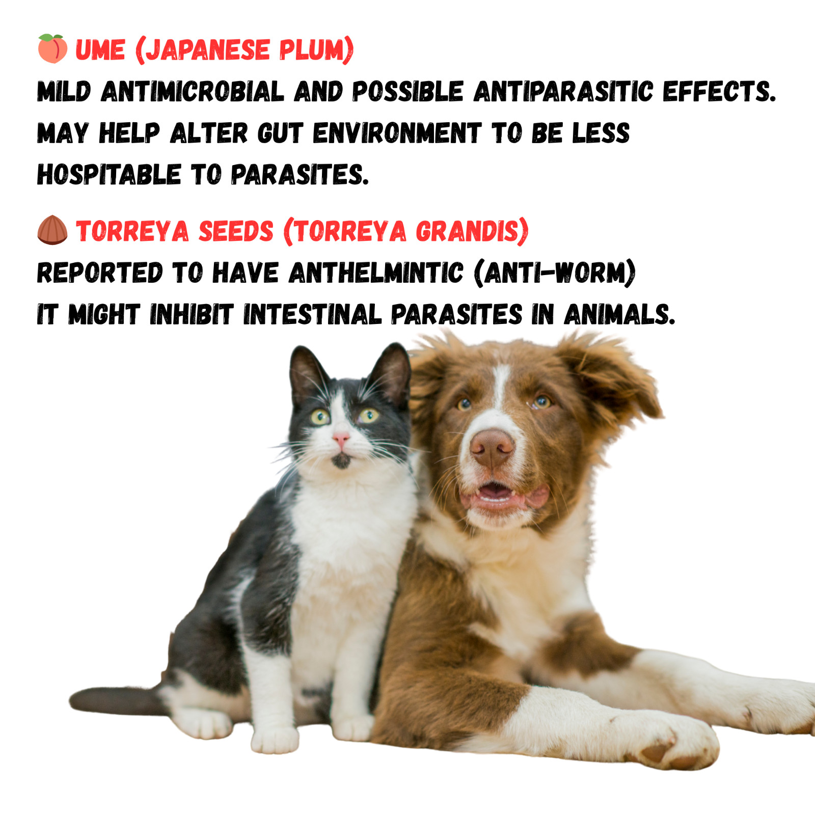 Dewormer for Dogs and Cats Natural De-Wormer Intestinal Cleanser Canine 90 Chews