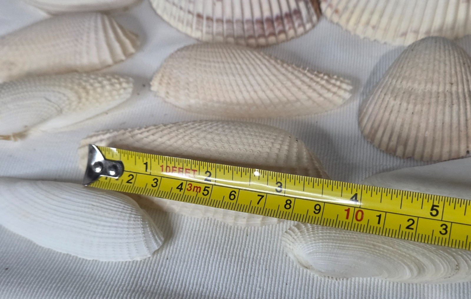 Lot of 32 Clam Scallop Shells Various Sizes from 1"- 4'' Natural Seashells