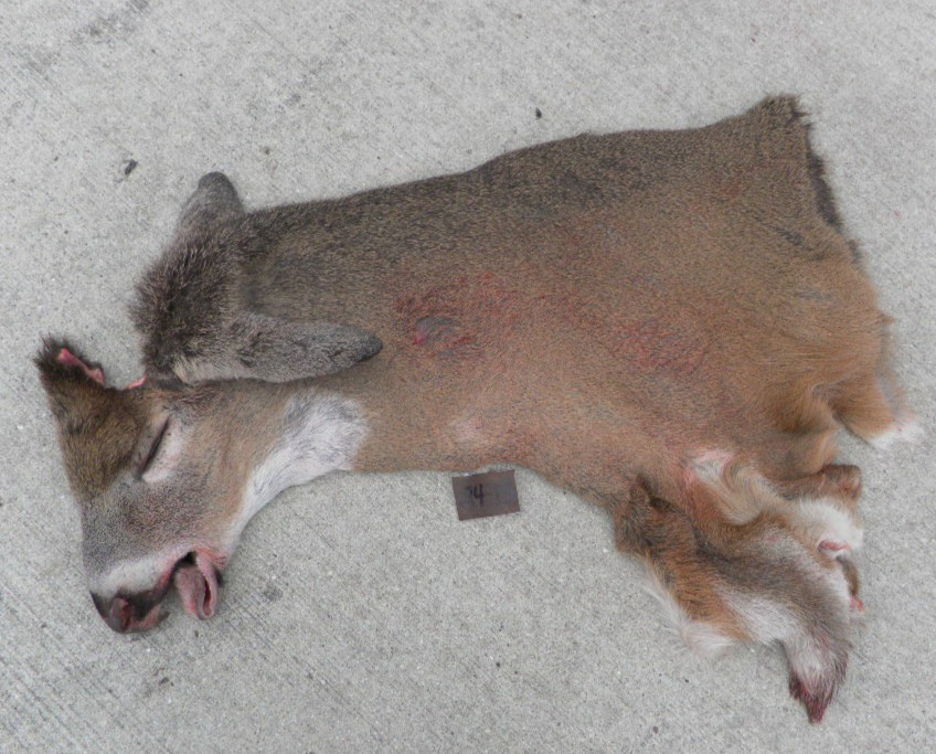 23 to 24" nov red short seam whitetail Deer Cape Taxidermy mount antlers