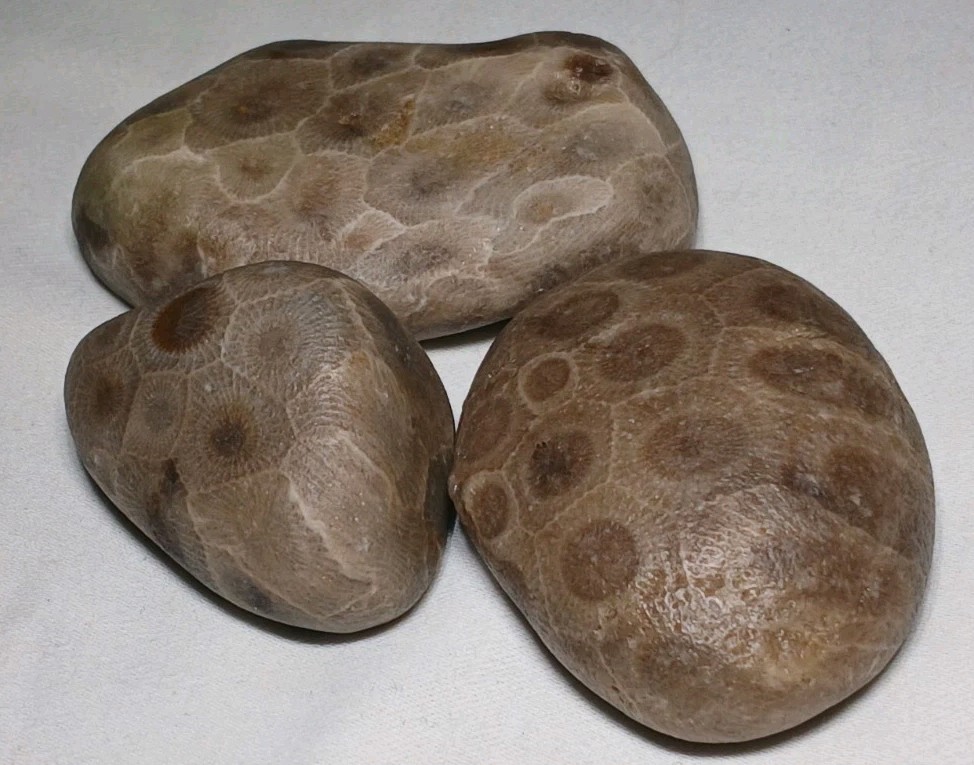 High Pattern Petoskey Stone Lot Natural Great Lakes Michigan Unpolished Fossils