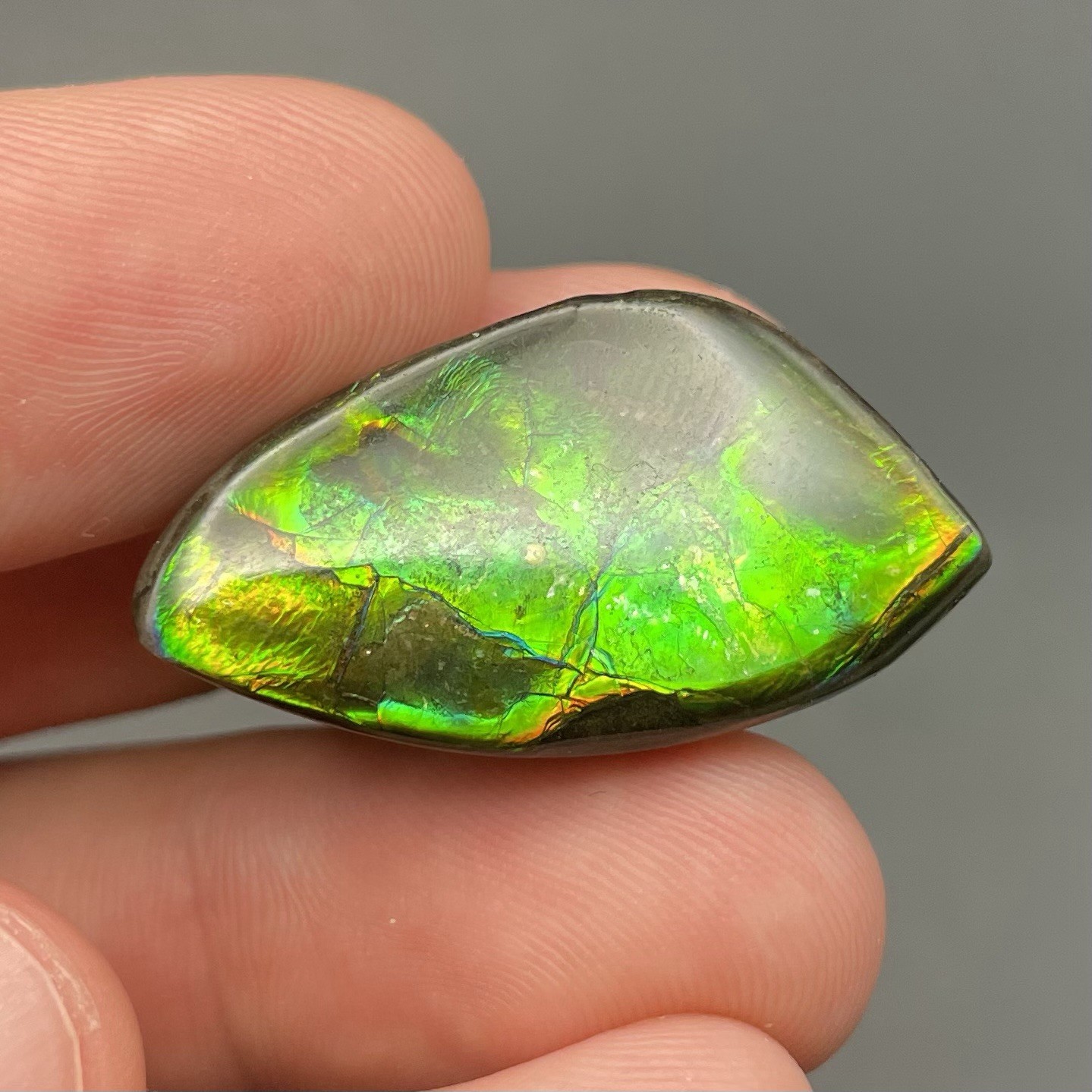 Beautiful Vibrant Green Canadian Ammolite Authentic Ammonite Fossil