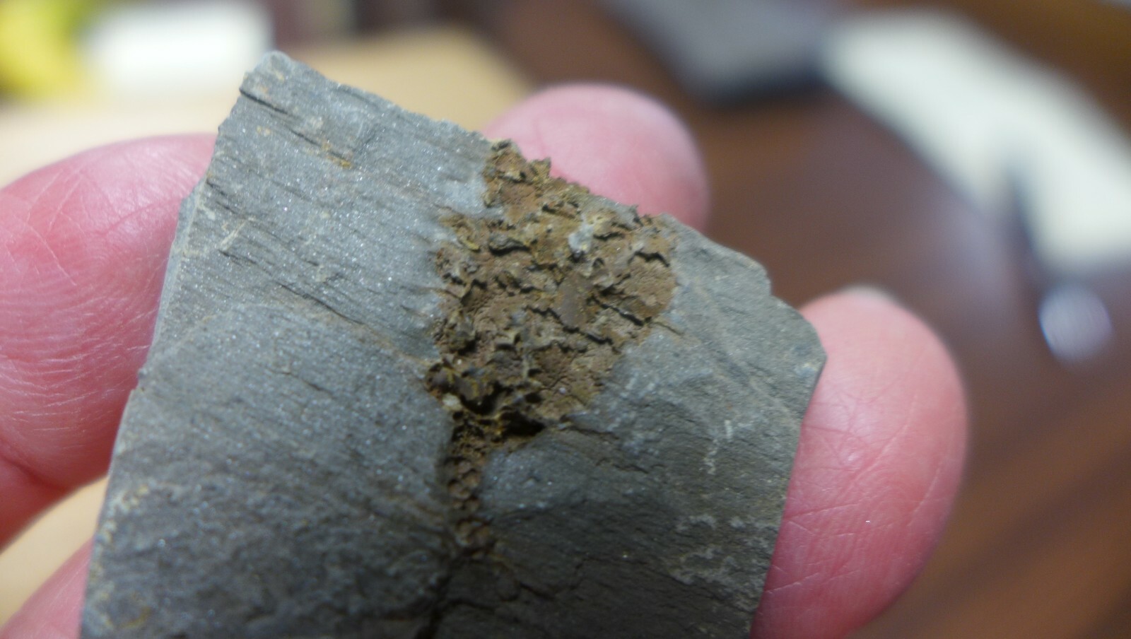 GEOLOGICAL ENTERPRISES Cambrian fossil echinoderm Gogia Palmeri Idaho