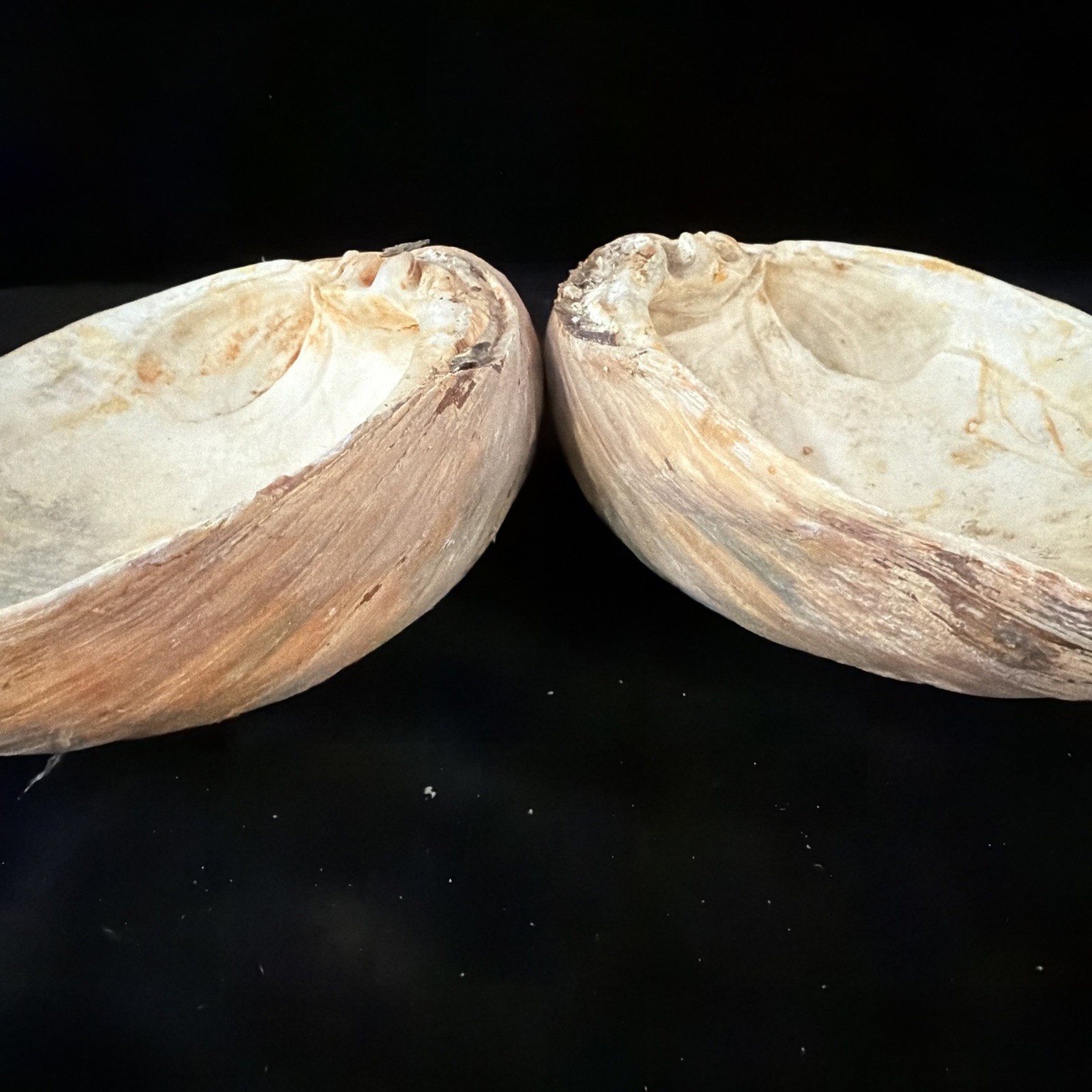 Giant Surf Clam Sea Shell 121.0mm X 127.4mm No Data (E874)