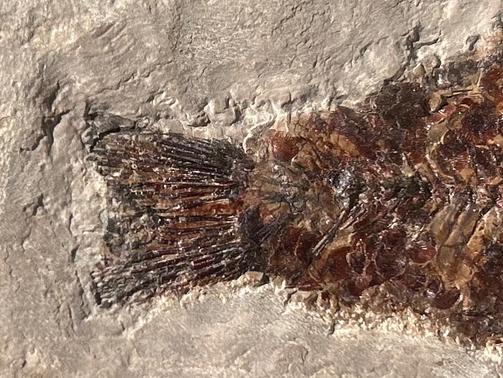 RARE Nebraska Fossil Fish Valentine Formation Skeleton Late Miocene Age