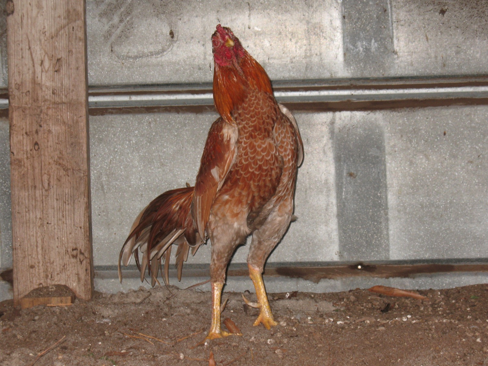 12 ASSORTED WAHL ASIL EGGS