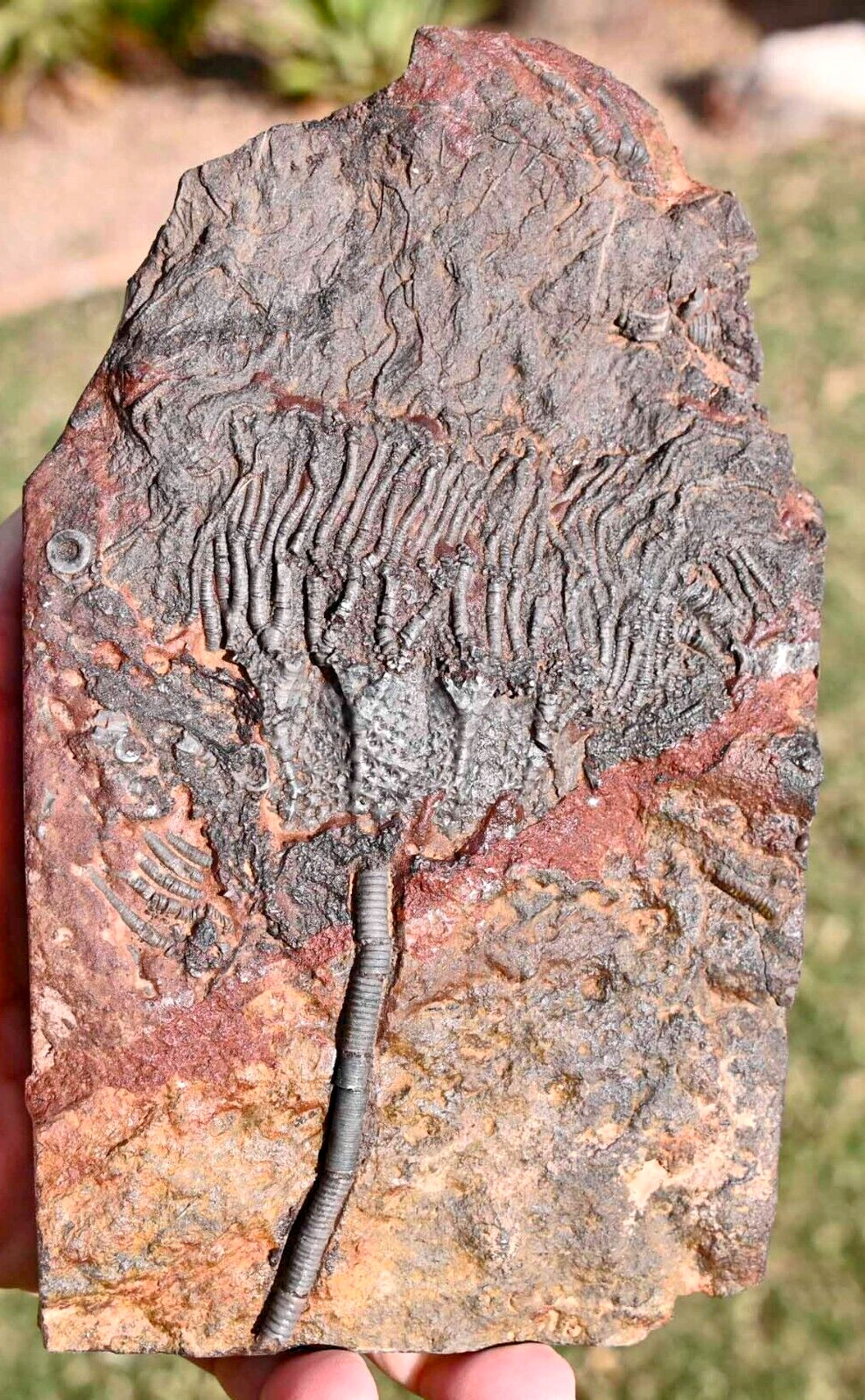 All Natural Silurian Crinoid, Scyphocrinites, Erfoud, Morocco #2