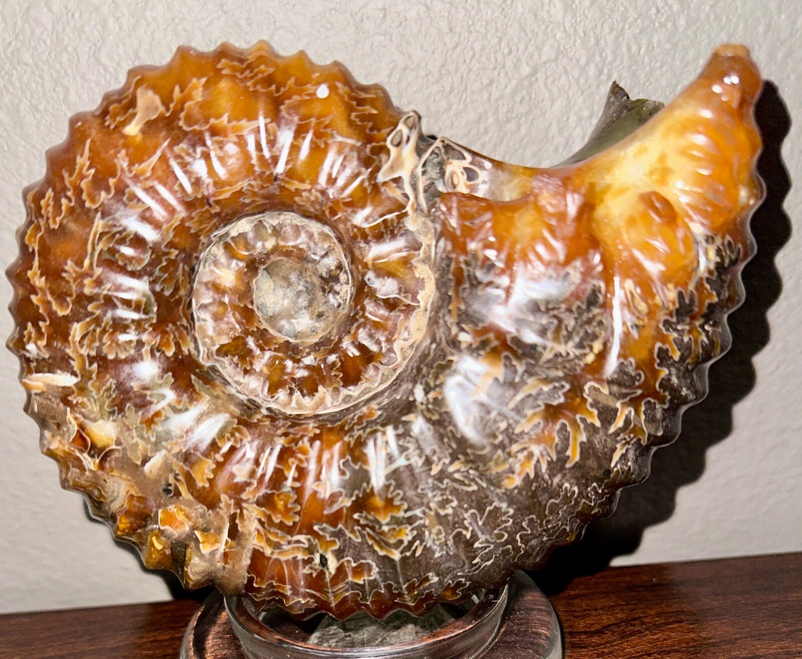 Rare Beautiful "Goat Horn" Ammonite Fossil 3 lb. 5.8 oz. 1526 grams #58
