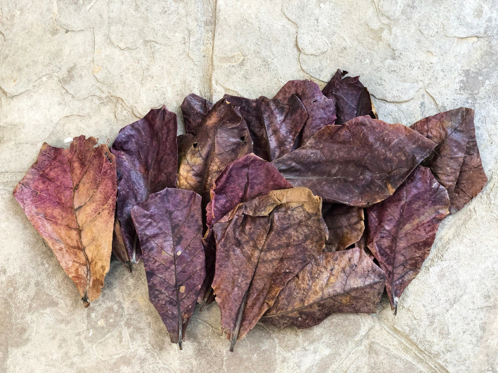 10/20/50pcs NATURAL Catappa Indian Almond Leaves for shrimp betta discus cichlid