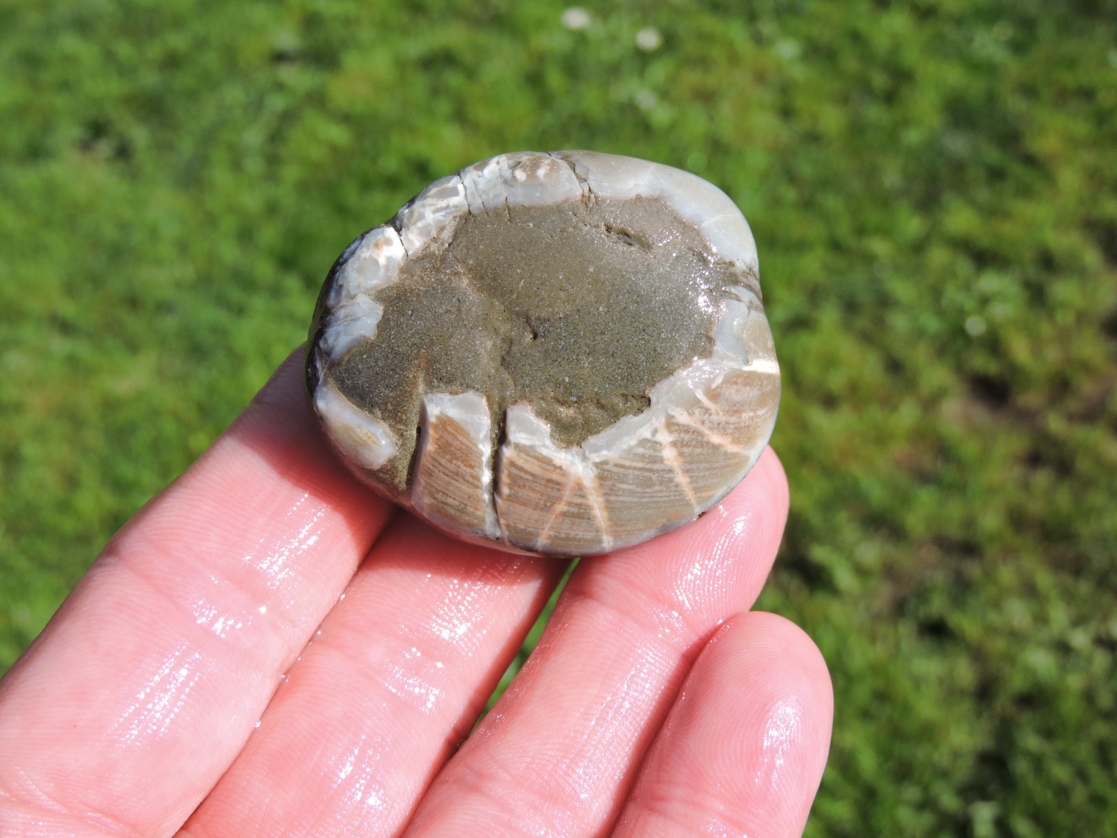 Box of MIXED Pacific Coast CLAM FOSSIL SHELL STONES Anadara, Steinkern ( 4 lb )