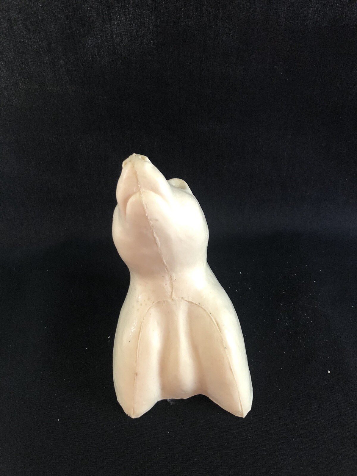 Taxidermy Form Raccoon Shoulder 1 3/4 X 8 1/2 Rt Closed Mouth Mouth