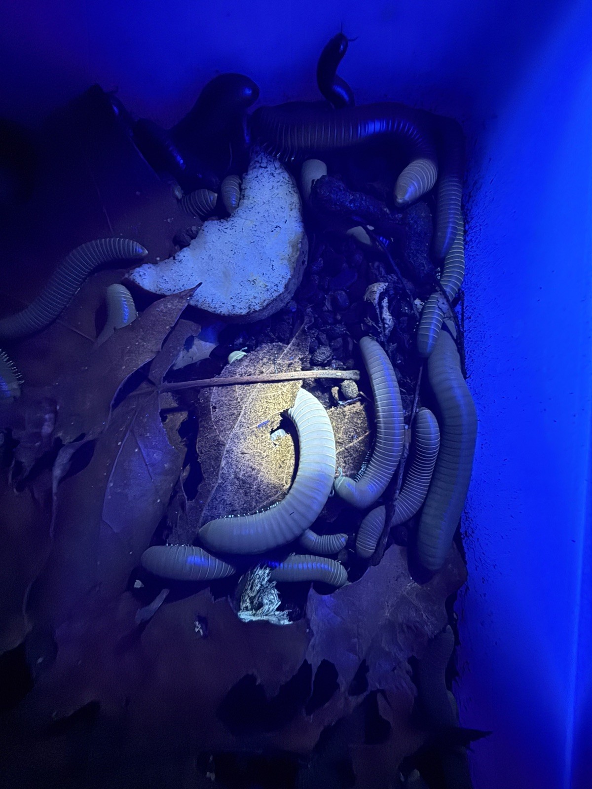 UV REACTIVE Hiltonius Pulchrus Millipede 5 Compost Classroom Pet Millipede Only