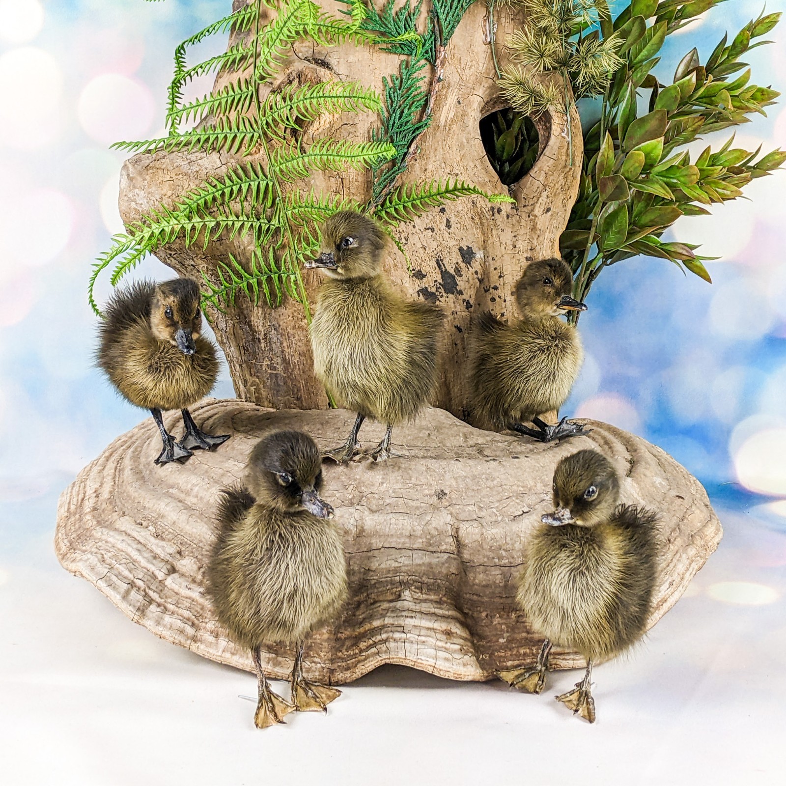 Domestic Duck Baby Duckling taxidermy  species: A Platyrhynchos domesticus