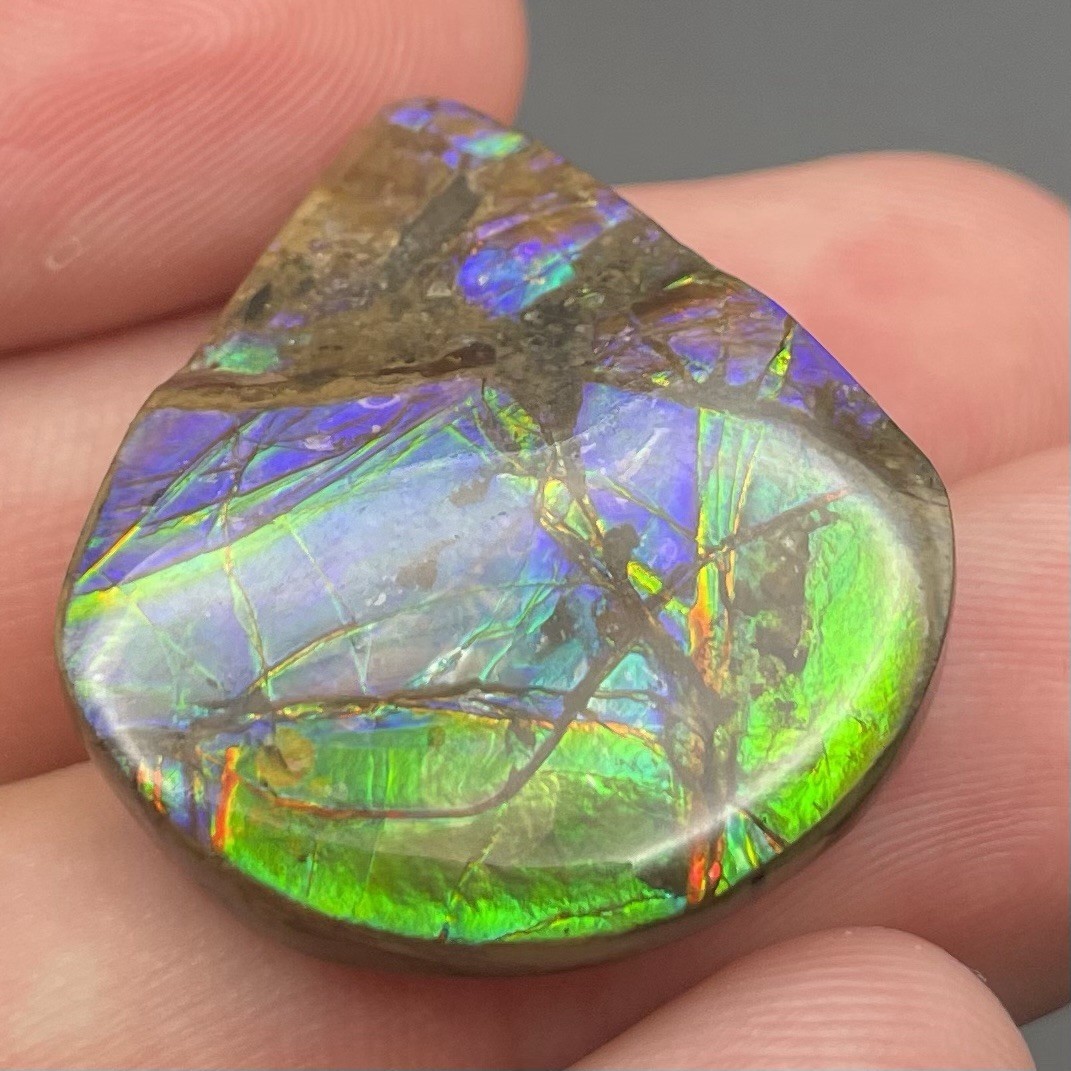 Incredibly Colorful Canadian Ammolite GEM Authentic Ammonite Fossil Dinosaur Age