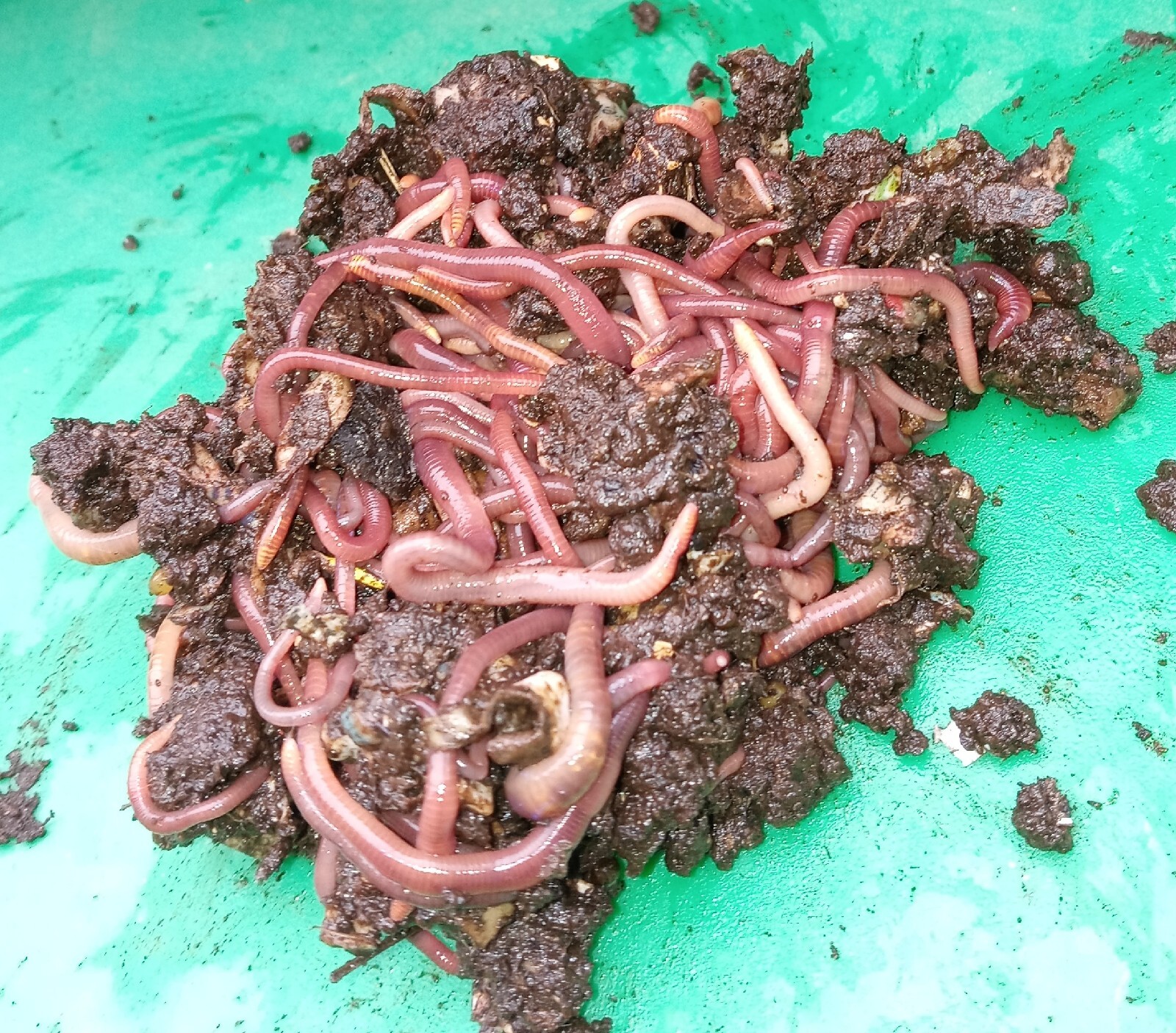 Red Wiggler 🪱Composting Worms 70+ Hand Counted🌿 NWOT Great For Beginners!🌺