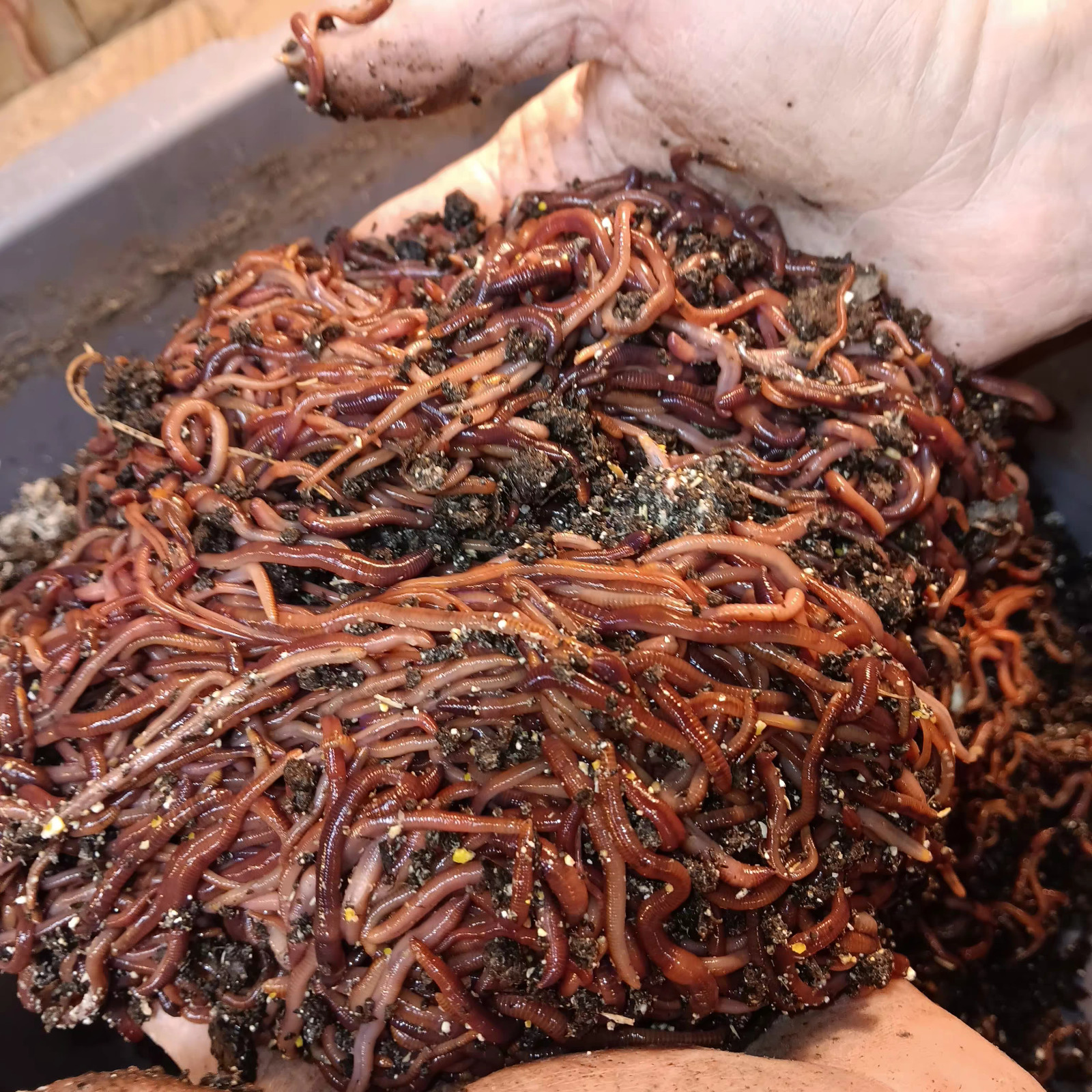 🐛Composting Worms / Earth Friendly / LIVE / Fresh/ Free Fast Shipping! 🐛