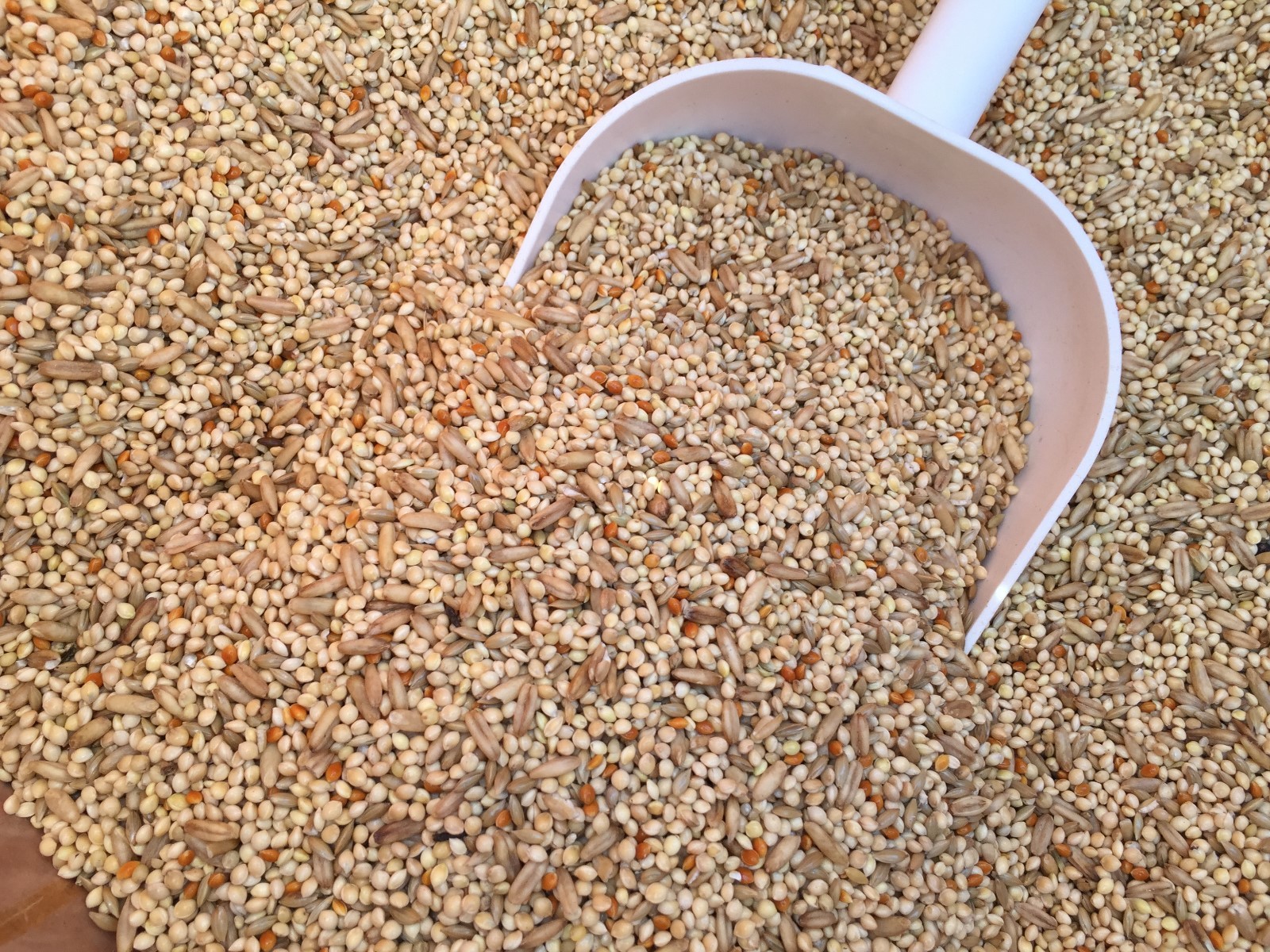 Higgins Supreme parakeet diet food seed mix millets food keet diet