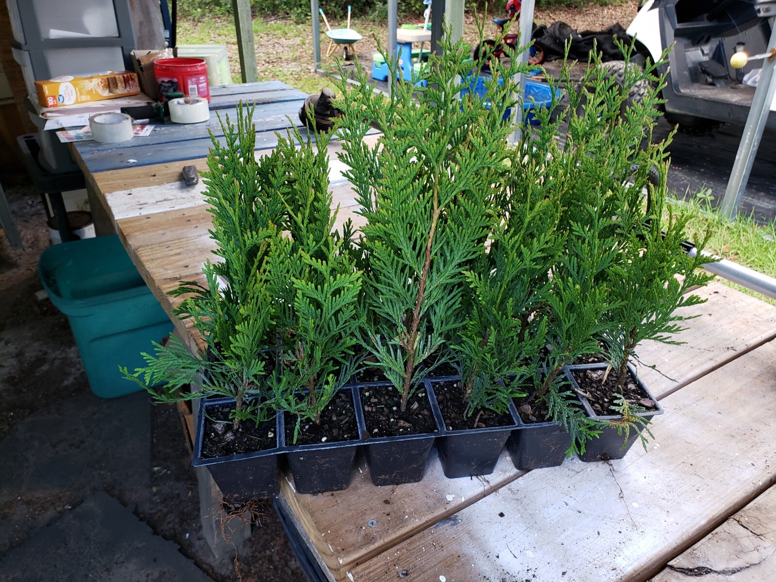 Green Giant Arborvitae, fast growing, privacy, five to 50 plants, FREE shipping