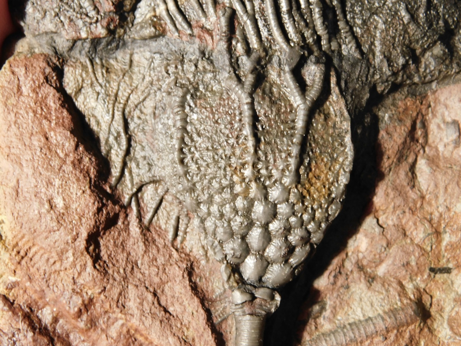 LARGER! 430 Million Year Old! CRINOID Fossil or Sea LILY Fossil Morocco 686gr