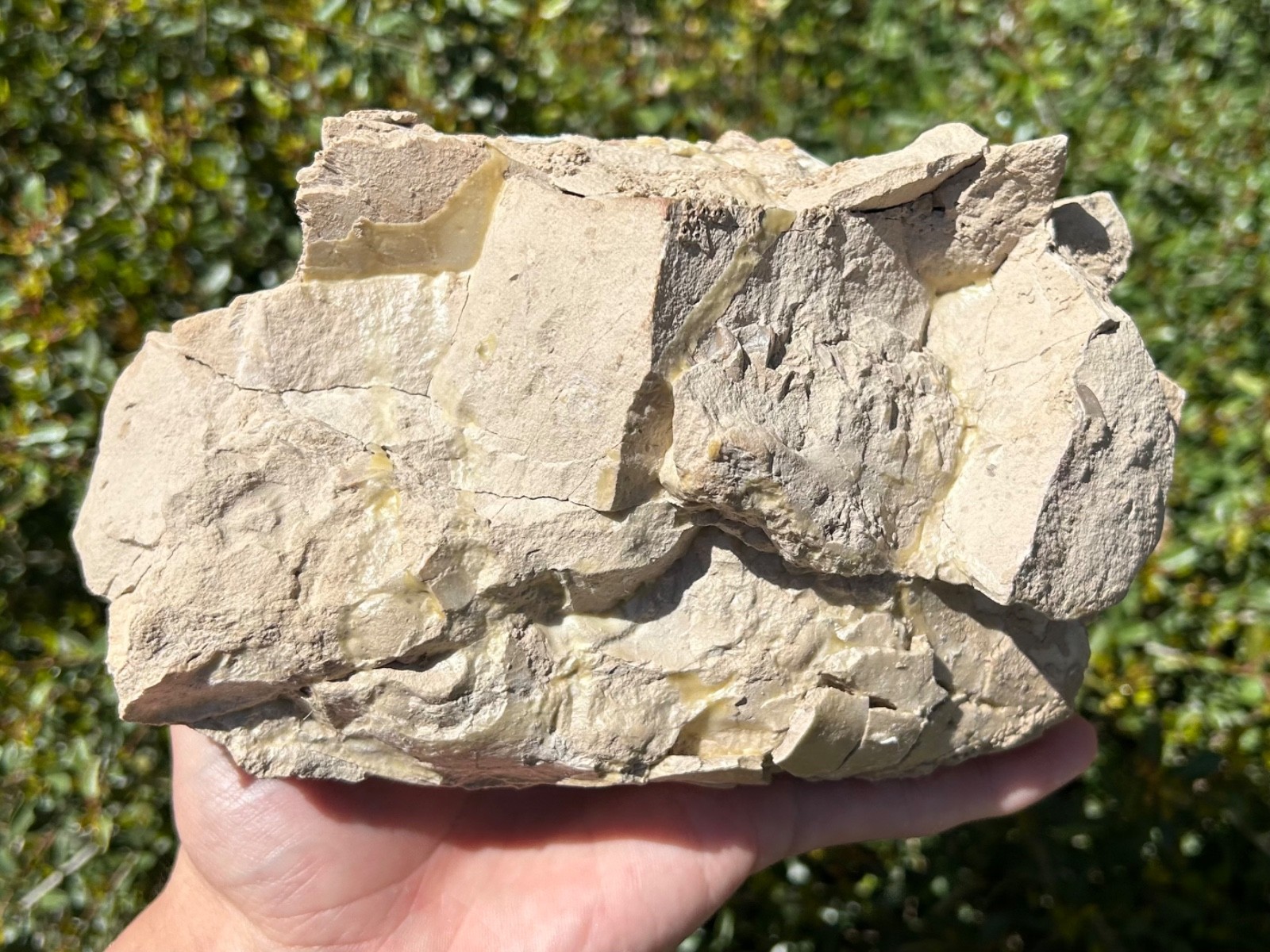 Fossil Oreodont Skull White River Oligocene Mammal Burke Formation Nebraska