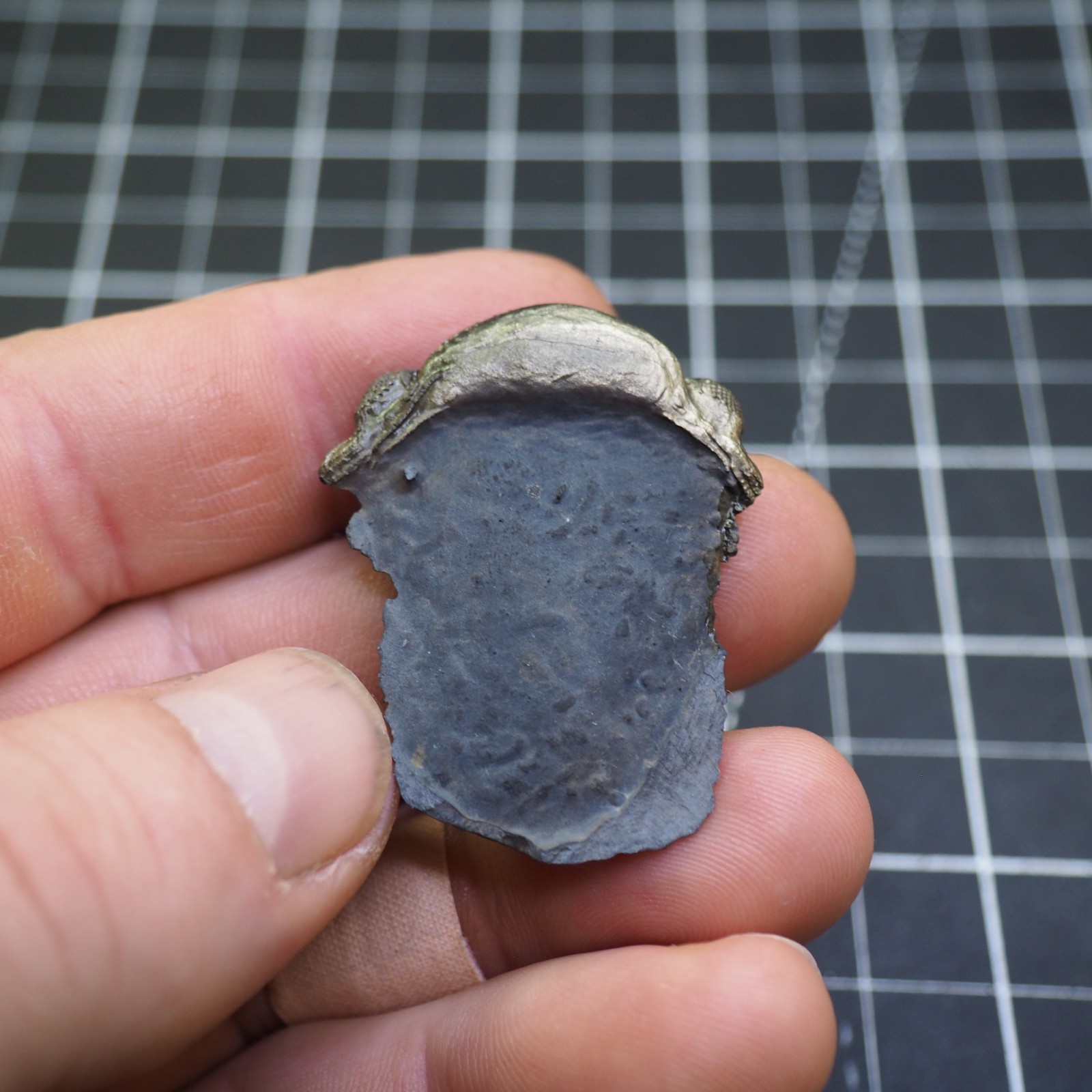 Chotecops ferdinandi Pyrite Trilobite Bundenbach Germany Fossil Devonian