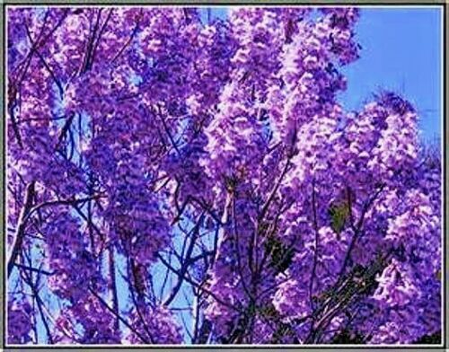 50 Royal Empress (Paulownia tomentosa) Seeds "FASTEST GROWING TREE in the WORLD"