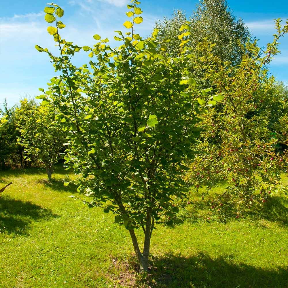 3 American Hazelnut Tree - Corylus Americana Bare Root- 12-24" Tall