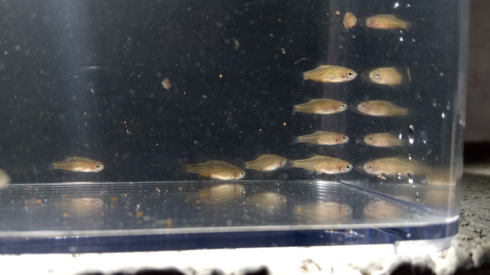 (6) Celestial Pearl Danio-Galaxy Rasbora-HIGH QUALITY- Pennsylvania bred