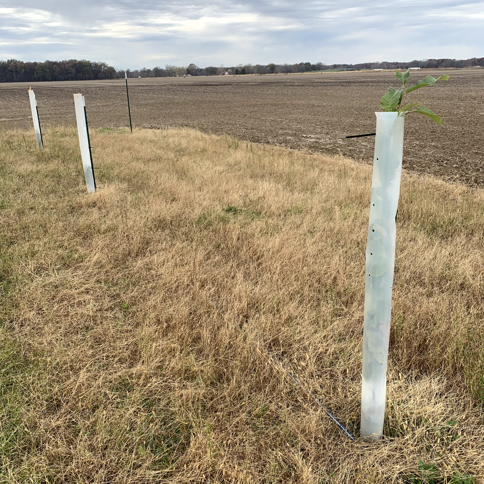 5 USA Made 12"-72" TREE PRO GROWTH SHELTER WILDLIFE GUARD TUBE PROTECTORS-Split