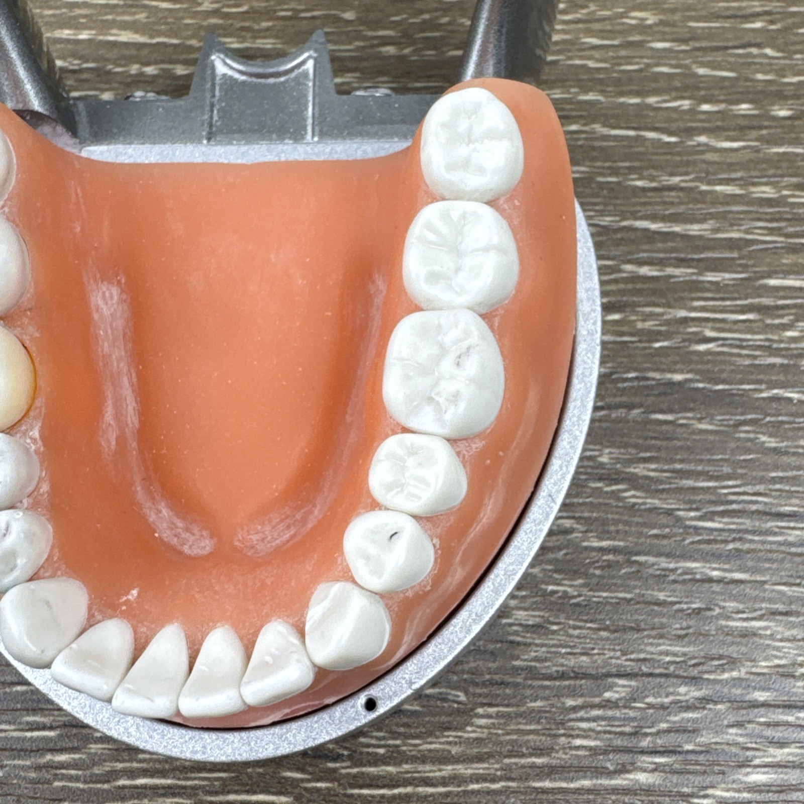 Acadental ModuPRO MP_R320 Restoration Typodont & Case WREB CDCA ADEX Teeth #54