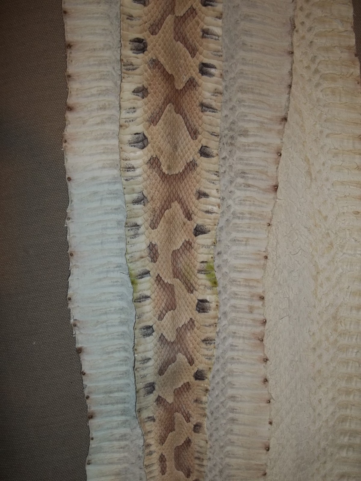 Tanned Copperhead skin 2-1/2" X 24-1/2" "Agkistrodon contortrix"