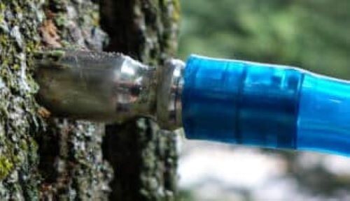 25 NEW Stainless Steel Lifetime Taps , 5/16 maple sap syrup tubing US Made 304SS