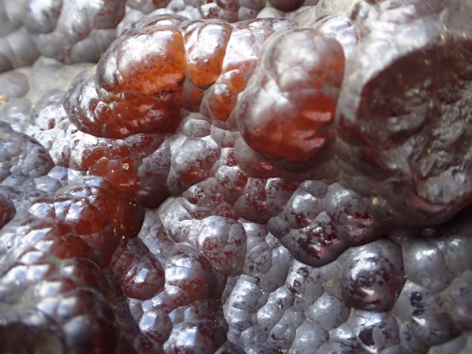 Botryoidal Fossil Coral Geode Chunk GA Specimen Collection Agate Marine Sea WC63