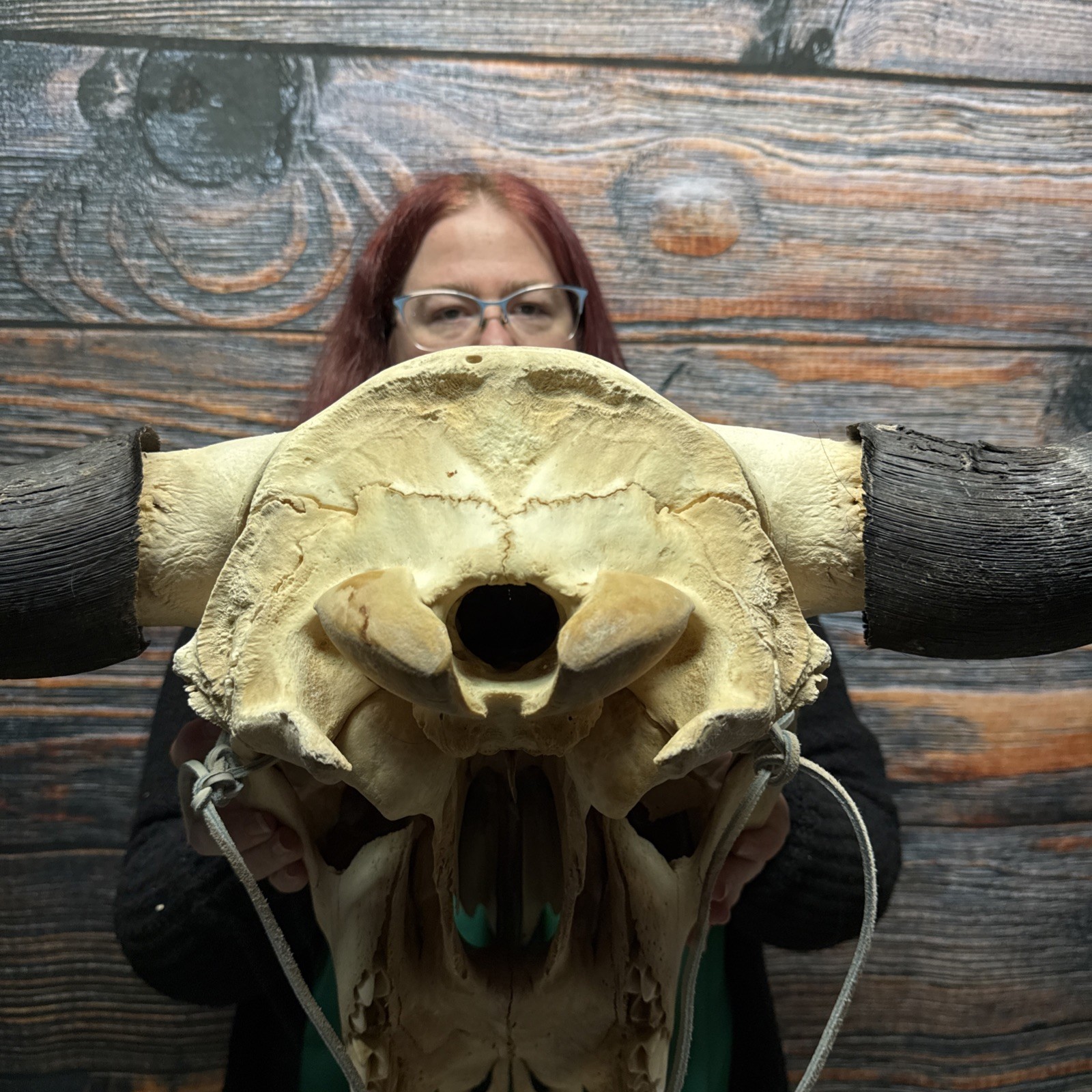 Real Trophy XL Bull Buffalo Bison Skull Horn Animal Mount Western Unique Cabin