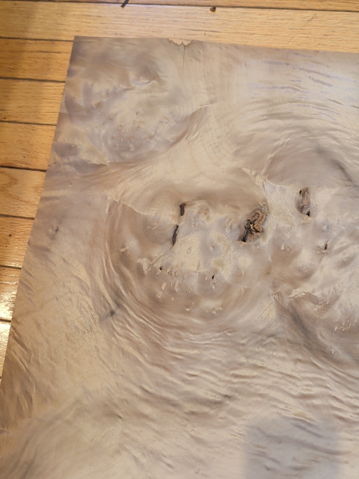 Myrtlewood veneer 26" x 16" guitar Luthier 1/42" wood flame burl holes