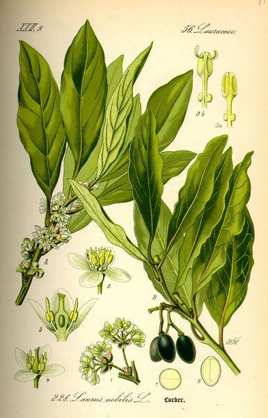 Laurus nobilis - 'Bay Leaf Tree' - Bay Laurel or Sweet Bay