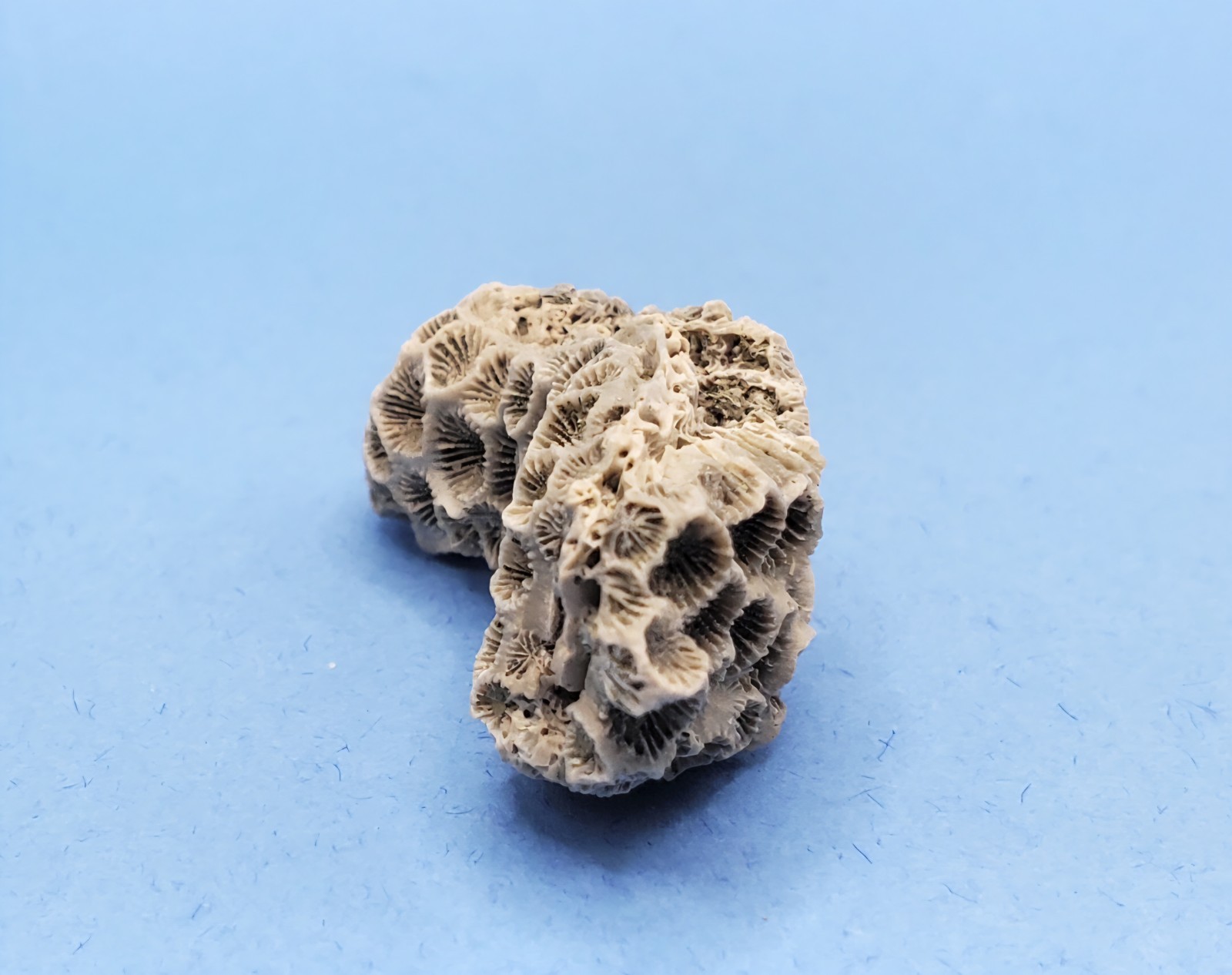 Astrangia Fossilized Coral