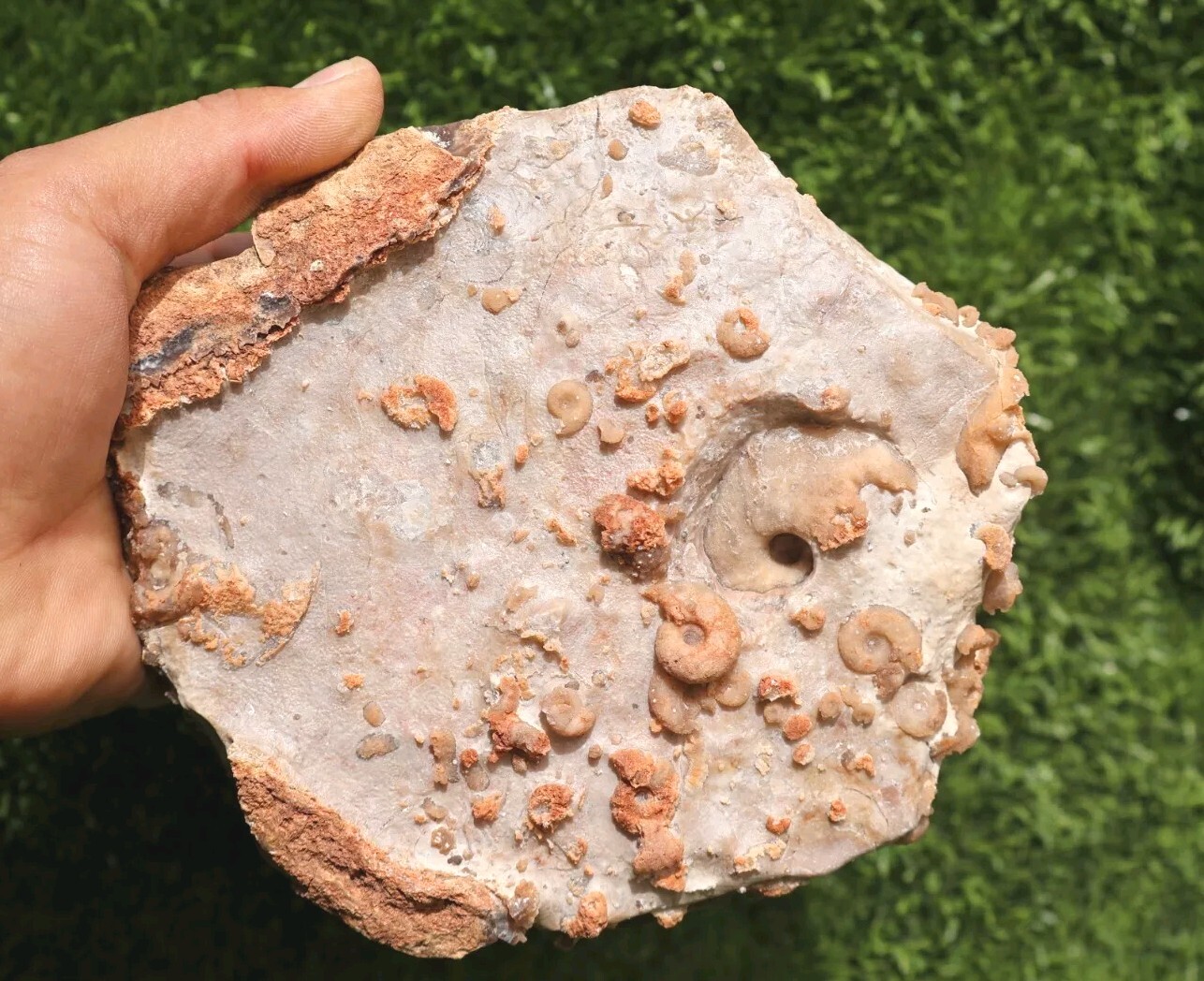 Cretaceous Douvilleiceras And Gastropods Fossil Plate From Morocco Marine Fossil