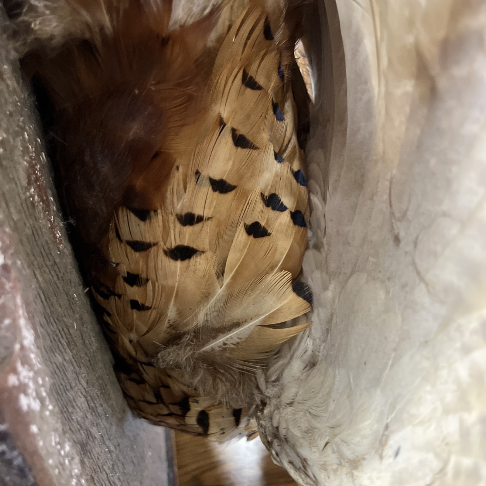 VINTAGE TAXIDERMY RING-NECKED FULL PHEASANT WALL MOUNT 24” CABIN HUNTING