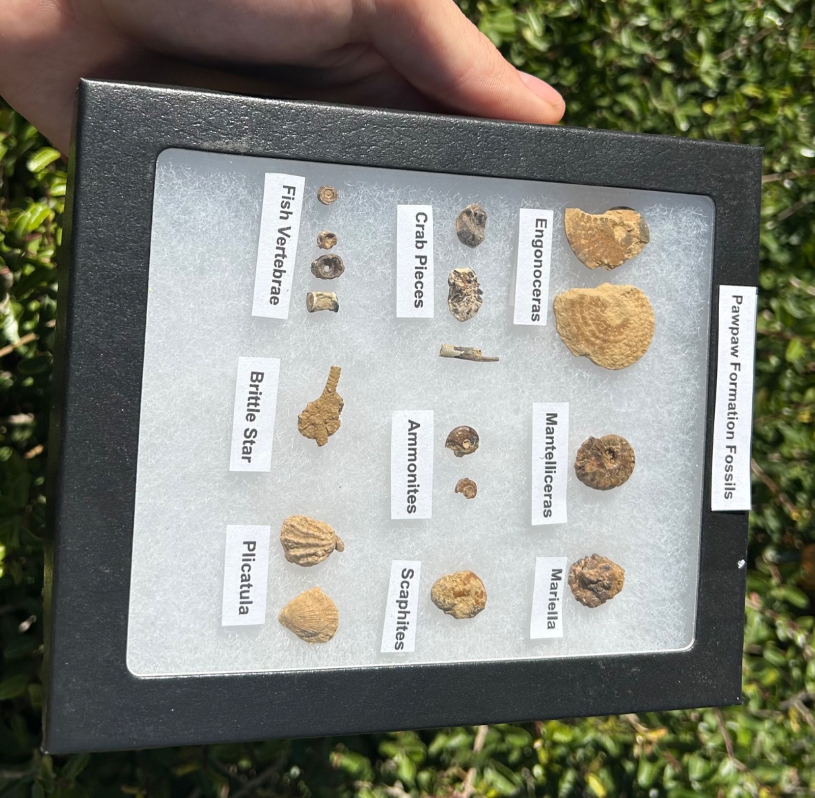 Pawpaw Formation Fossils Collection Starfish Ammonites Crabs Scaphites etc