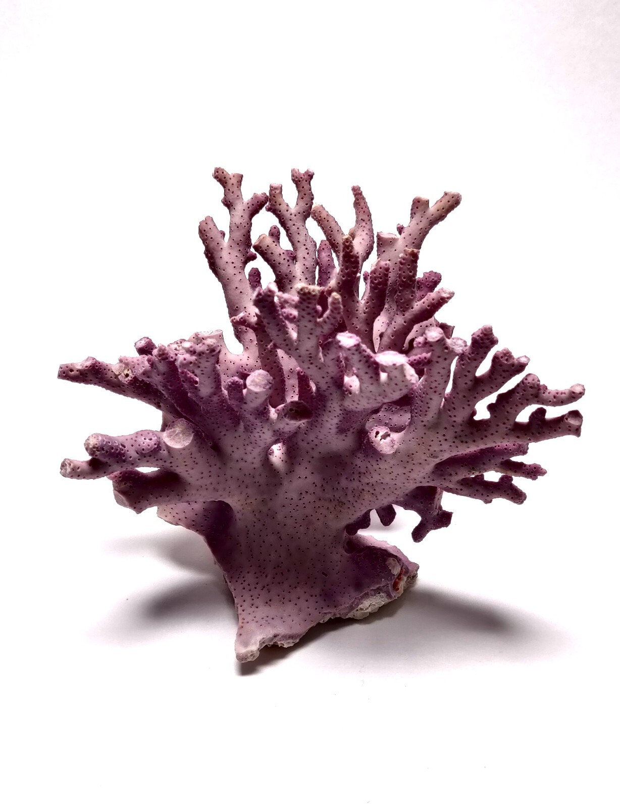 Rare Purple / Lavender Hydrocoral Coral from California Home Decoration