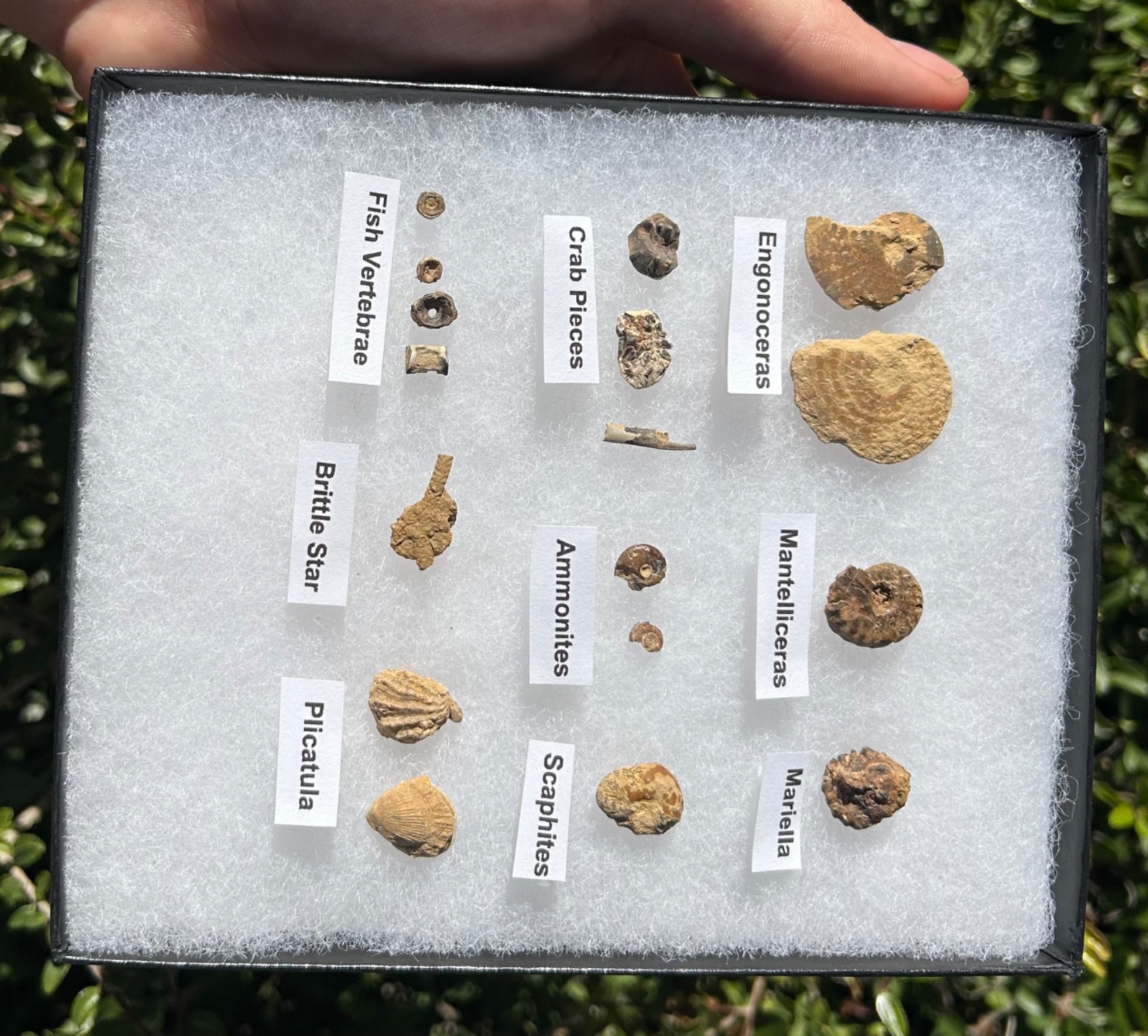 Pawpaw Formation Fossils Collection Starfish Ammonites Crabs Scaphites etc